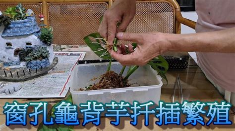 洞洞蔓綠絨水培|「洞洞蔓綠絨怎麼養？